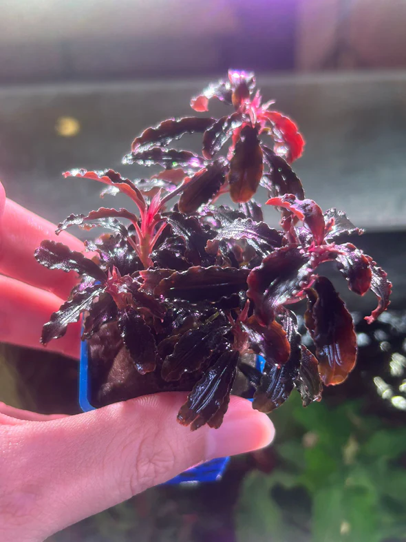 Y*c様 Bucephalandra sp.Red Diamond 5株 ブセファランドラ sp.レッド スペクターBucephalandra sp.red